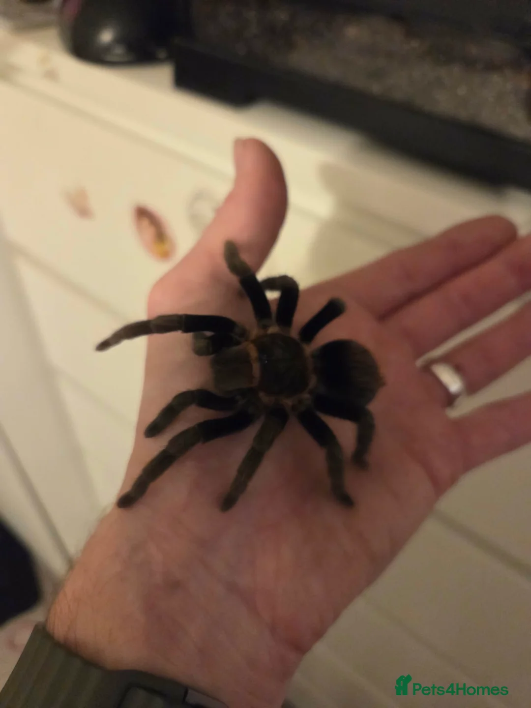 Tarantulas invertebrates for sale: Mexican Red Rump Tarantula-Female in Porth - Advert 2
