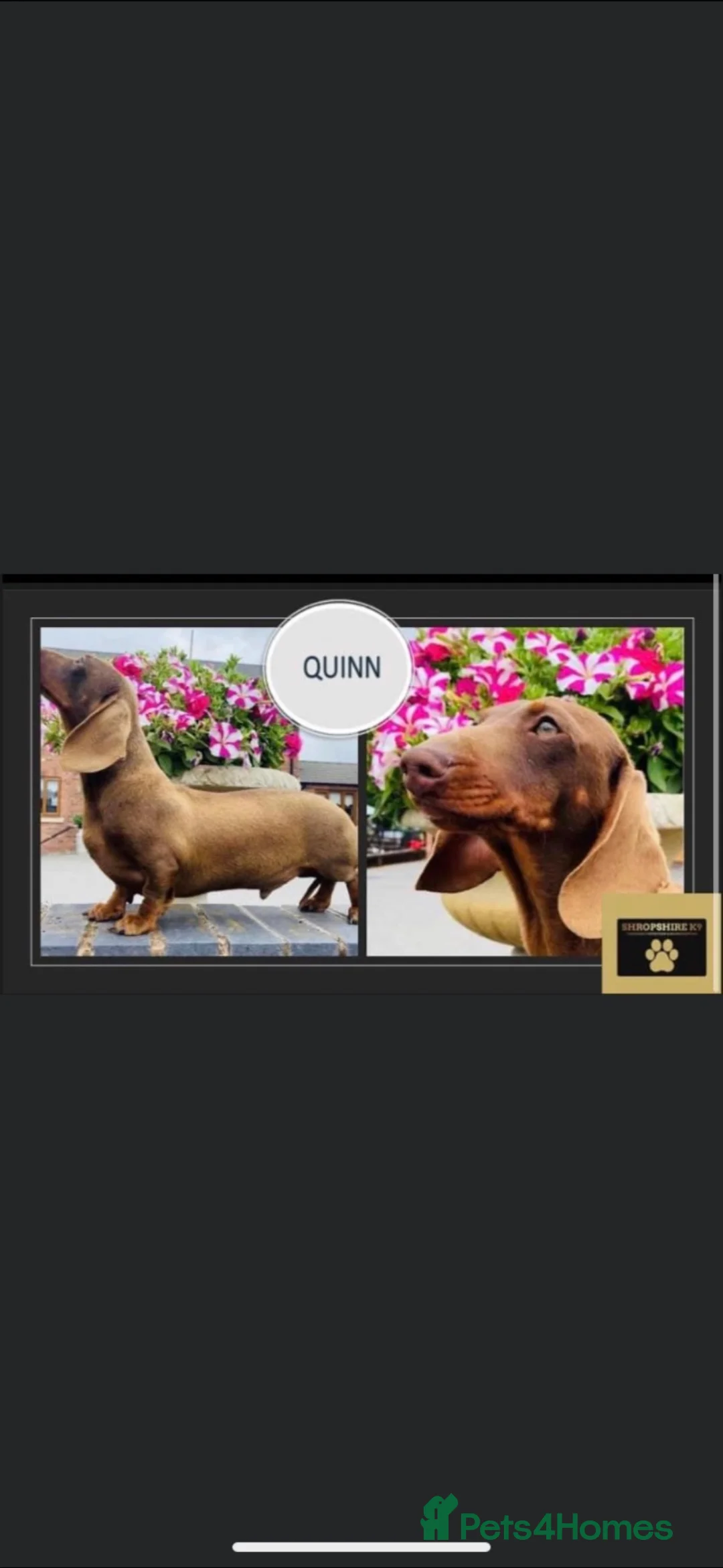 Miniature Dachshund dogs for sale: KC miniature smooth coat dachshund  - Advert 5