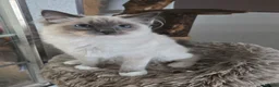 Ragdoll cats for sale: Female Blue Mitted Ragdoll Active registered - Advert 4