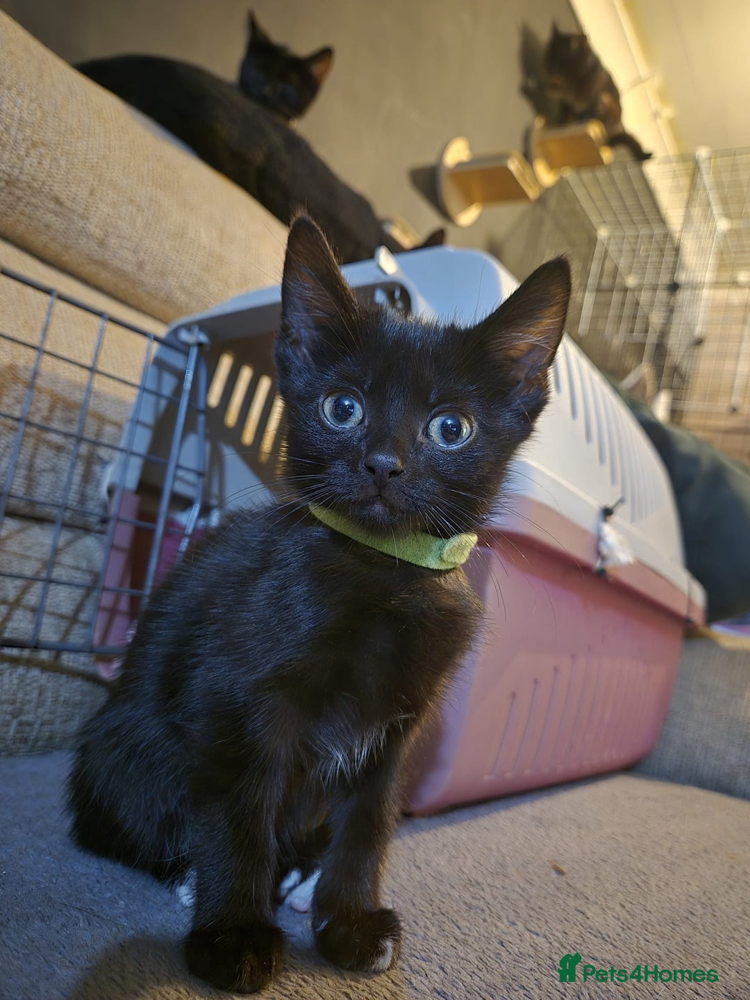 Mixed Breed cats for sale: Adorable black kittens for sale  - Image 20