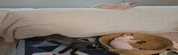 Devon Rex cats for sale: READY NOW Super loving Devon Rex - Advert 8