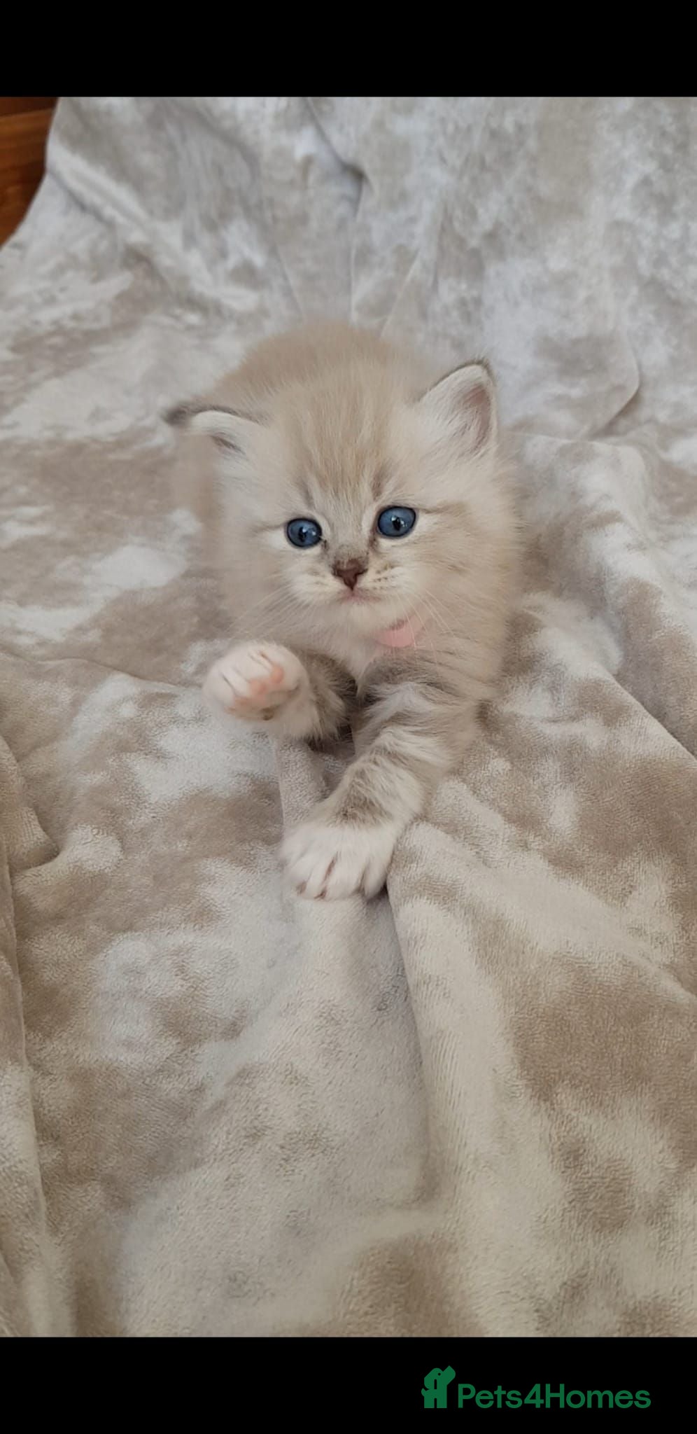 Ragdoll cats Stunning Mink & Traditional Ragdolls. TICA Reg - Advert 1