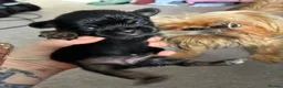 Mixed Breed dogs for sale: griffon cross Chihuahua puppies in Darlington - Advert 19
