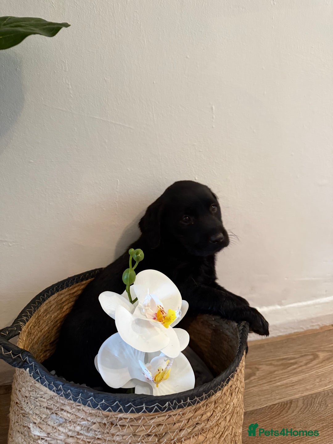 Labrador Retriever dogs for sale: Labrador pups for sale  - Advert 35
