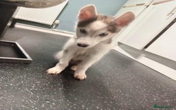 Siberian Husky dogs for sale: Sibirian Husky - Image 2