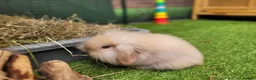 Mini Lion Lop rabbits for sale: Adorable Mini Lion Lops - READY JULY 1ST - Advert 27