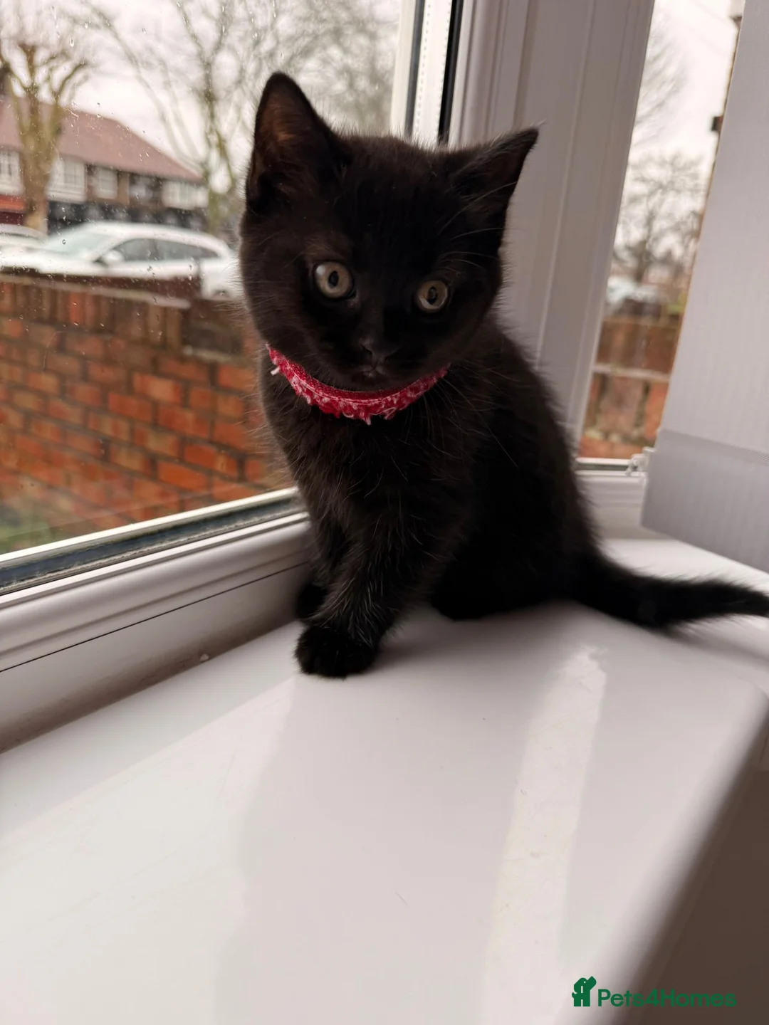 Mixed Breed cats for sale: British Shorthair Cross - Advert 13