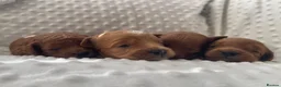 Cockapoo dogs for sale:  F1b American Cockapoos * Health Tested Parents * - Advert 23
