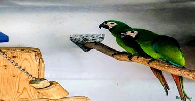 Macaws birds - Advert 15