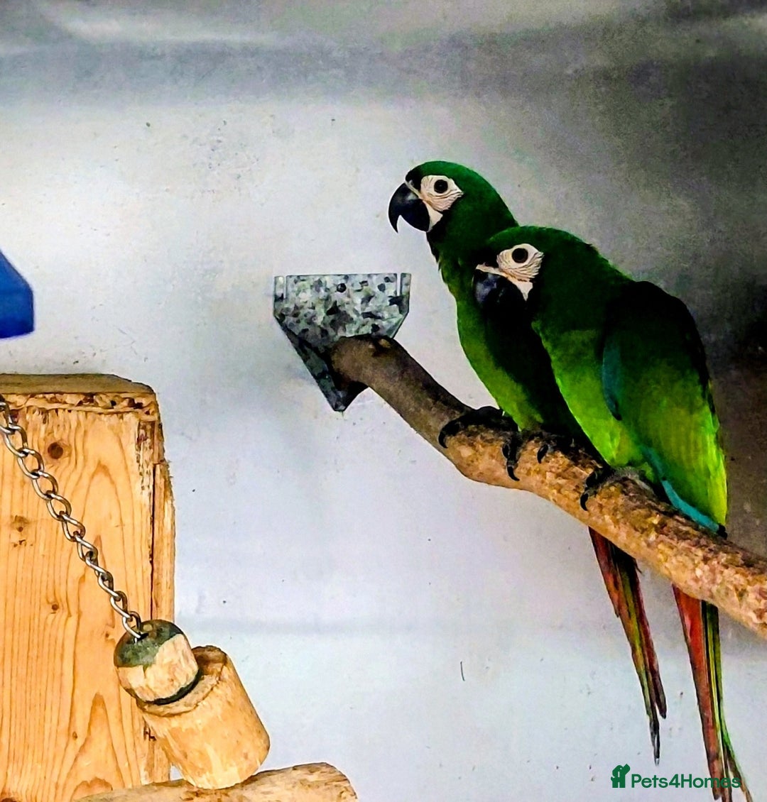 Macaws birds for sale: Chestnut fronted severe macaws - Image 2