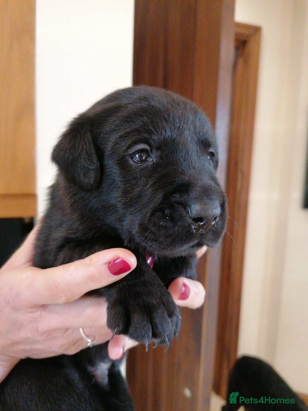 Labrador Retriever dogs for sale: KC registered, FtCH bloodline labradors  - Advert 12