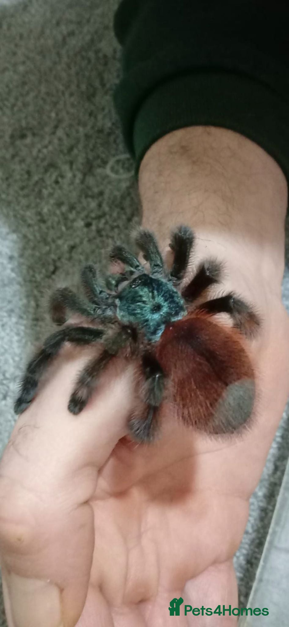 Tarantulas invertebrates 💥💥Mature & juvenile tarantulas 💥💥 - Advert 1