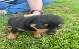 Rottweiler dogs for sale: Rottweiler pups  - Image 13