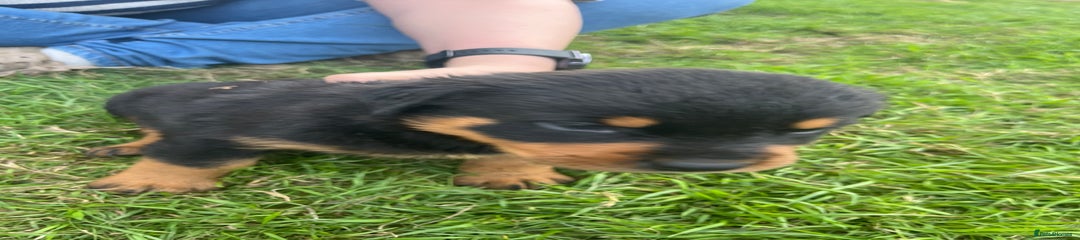 Rottweiler Puppy 6