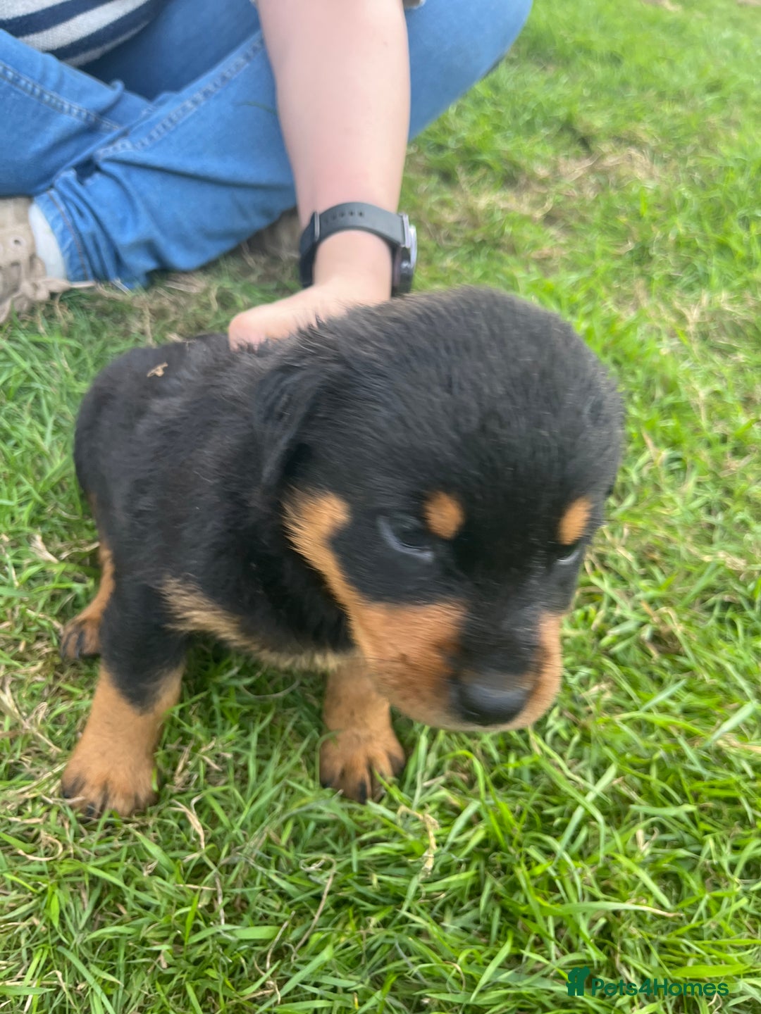 Rottweiler dogs for sale: Rottweiler pups  - Image 13