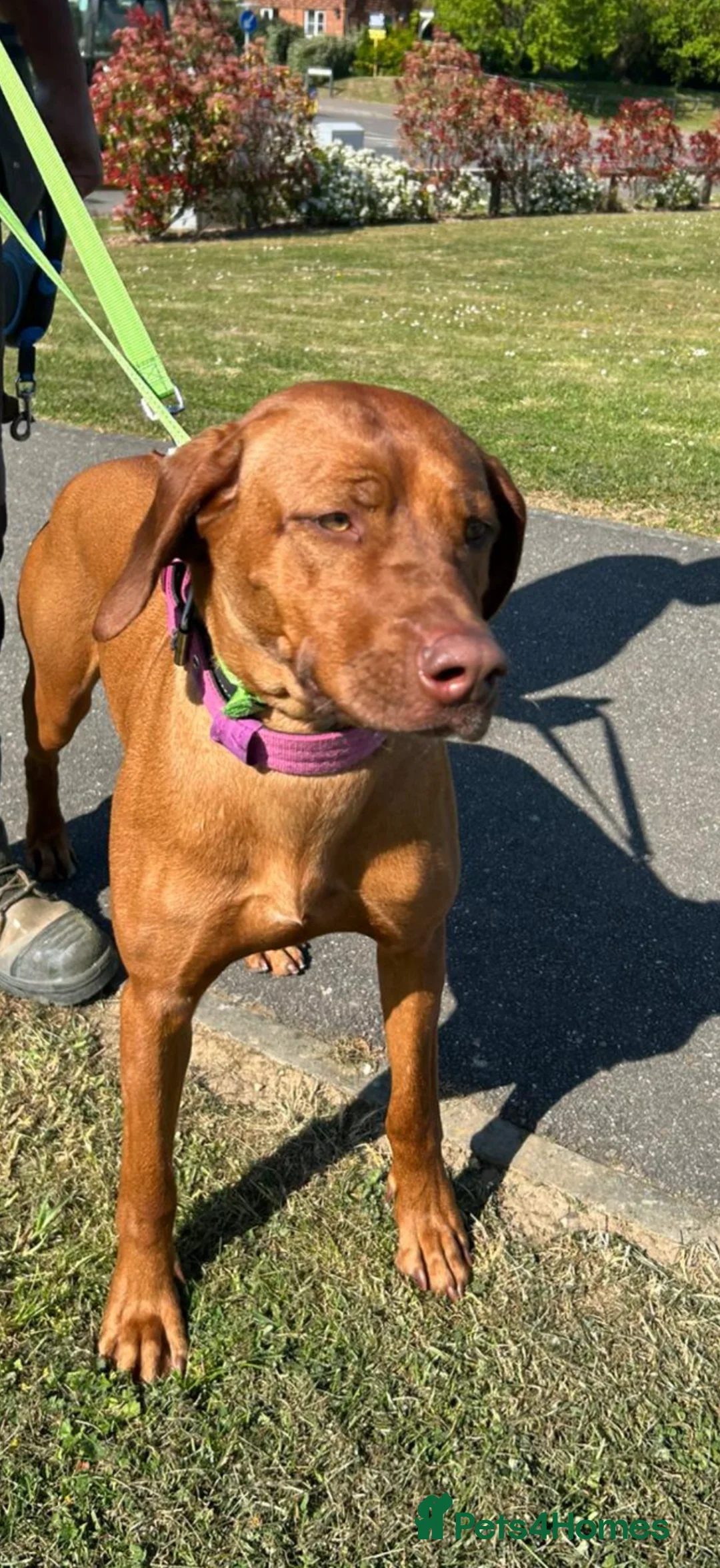 Rhodesian Ridgeback dogs for sale: 5th Gen KCC Livernose Rhodesian Ridgebacks female - Advert 1