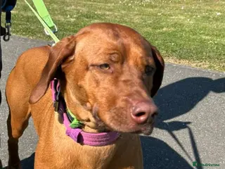 Rhodesian Ridgeback dogs 5th Gen KCC Livernose Rhodesian Ridgebacks female - Advert 3