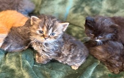 Ragdoll cats for sale: Ragdoll X Persian - Image 2