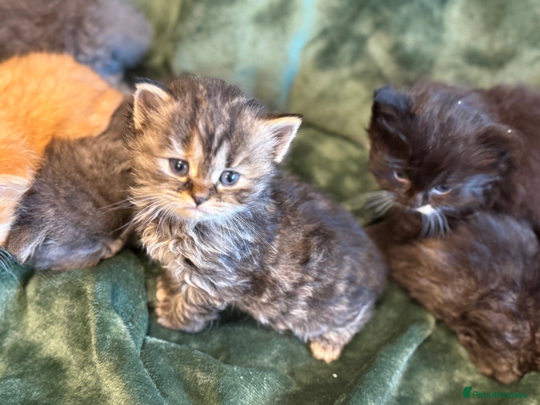 Ragdoll cats for sale: Ragdoll X Persian - Image 2