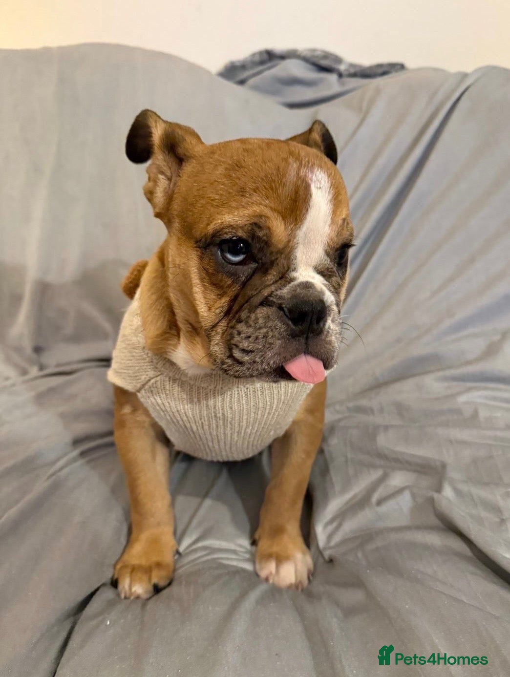 English Bulldog dogs  🐾 13-Week-Old Female English Bulldog Puppy - Advert 16