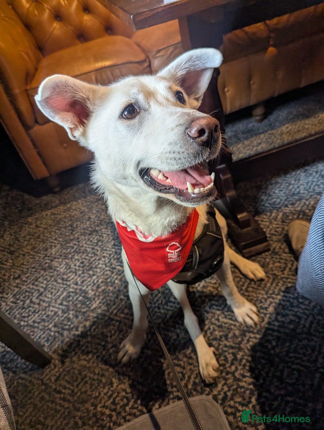 Mixed Breed dogs for sale: Meet Indy – Seeking a Safe and Loving Home - Image 5