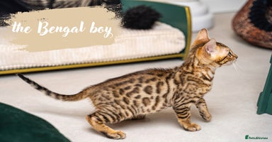Bengal cats - Advert 14