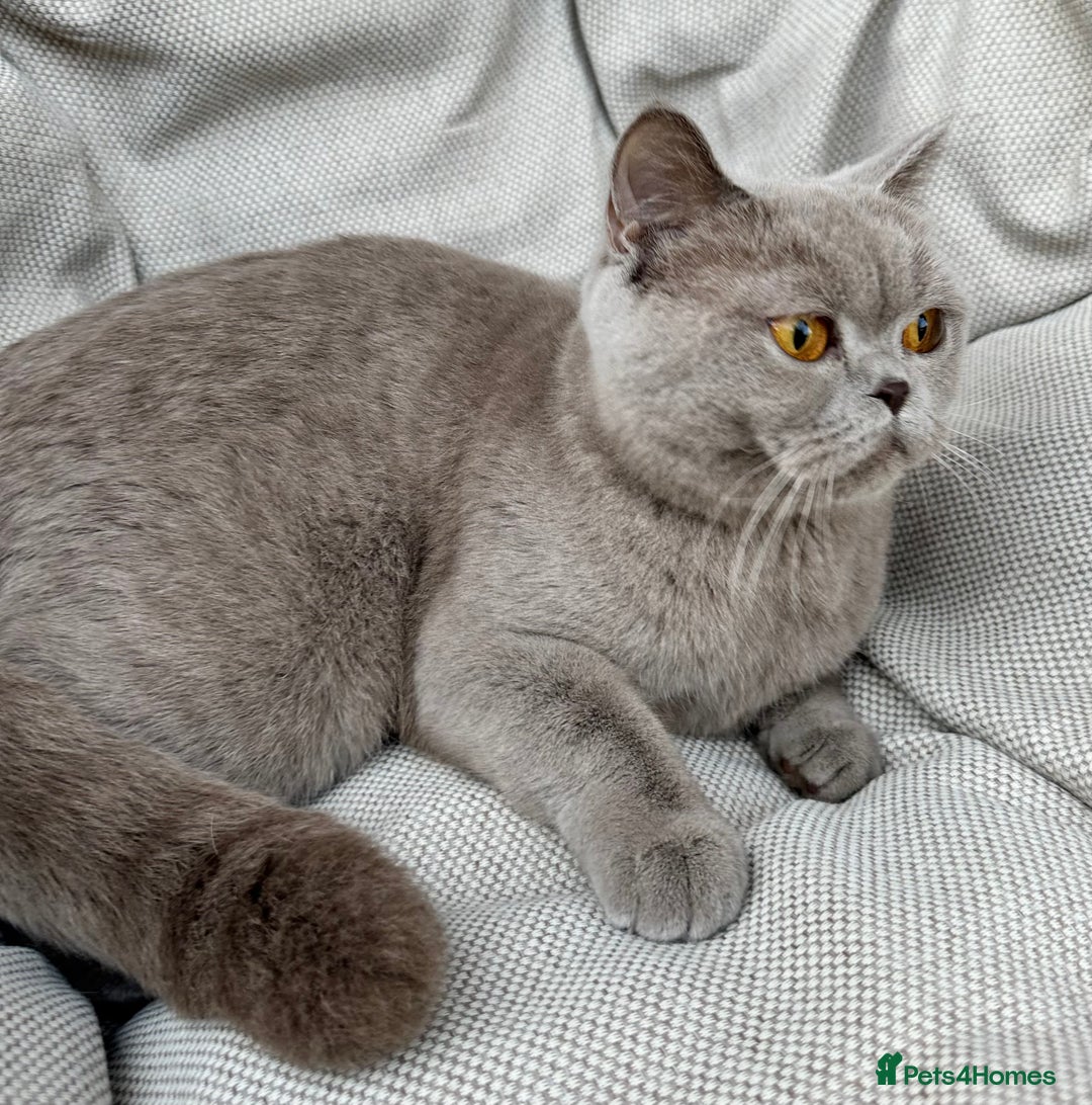 British Shorthair cats for sale: Ready British Shorthair Chunky Kittens - Image 29