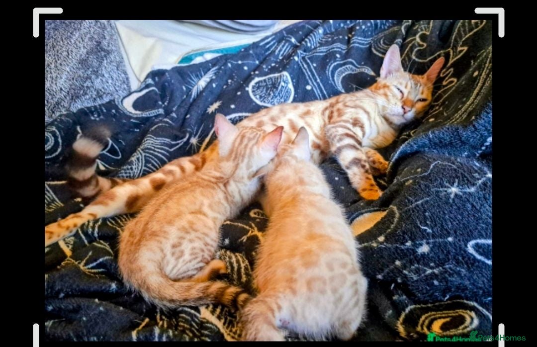Bengal cats Mink x snow lynx bengal  - Advert 2