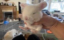 Dwarf Lop rabbits for sale: Baby bunnies - Image 9