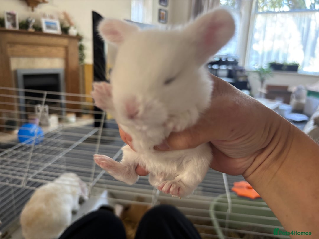 Dwarf Lop rabbits for sale: Baby bunnies - Image 9