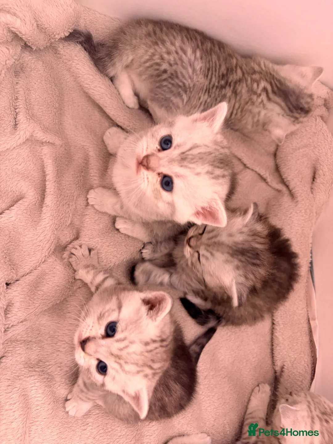 British Shorthair cats for sale: Stunning BSH Adorable kittens - Advert 2