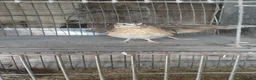 Quail poultry for sale: Jumbo quail in Barnsley - Advert 2