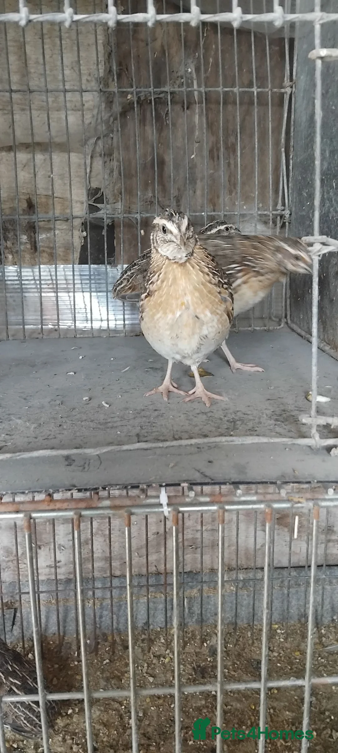 Quail poultry for sale: Jumbo quail in Barnsley - Advert 2