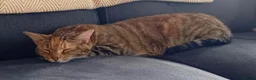 Mixed Breed cats for sale: Looking to re-home - Advert 3
