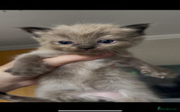Ragdoll cats for sale: 5 Purebred kittens for SALE - Image 8