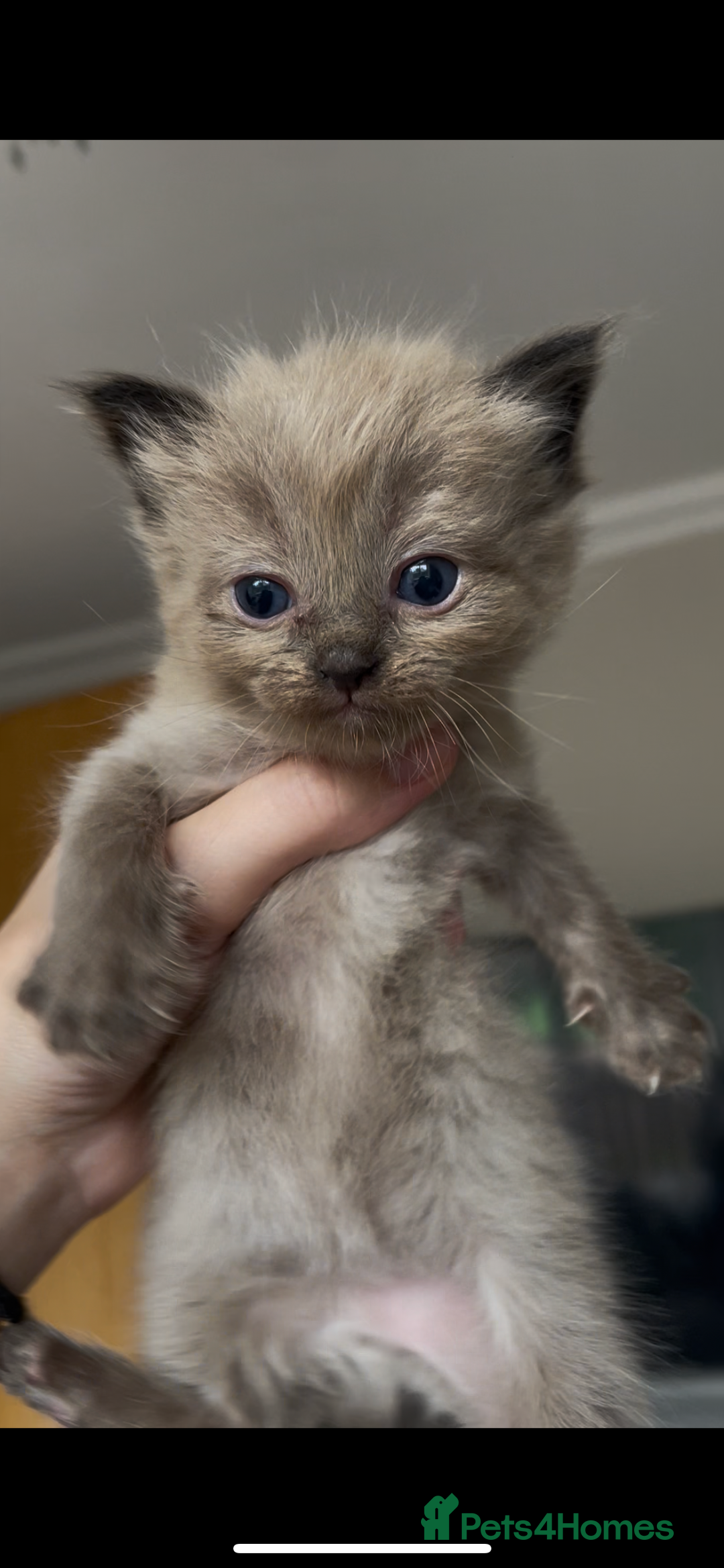 Ragdoll cats for sale: 5 Purebred kittens for SALE - Image 8