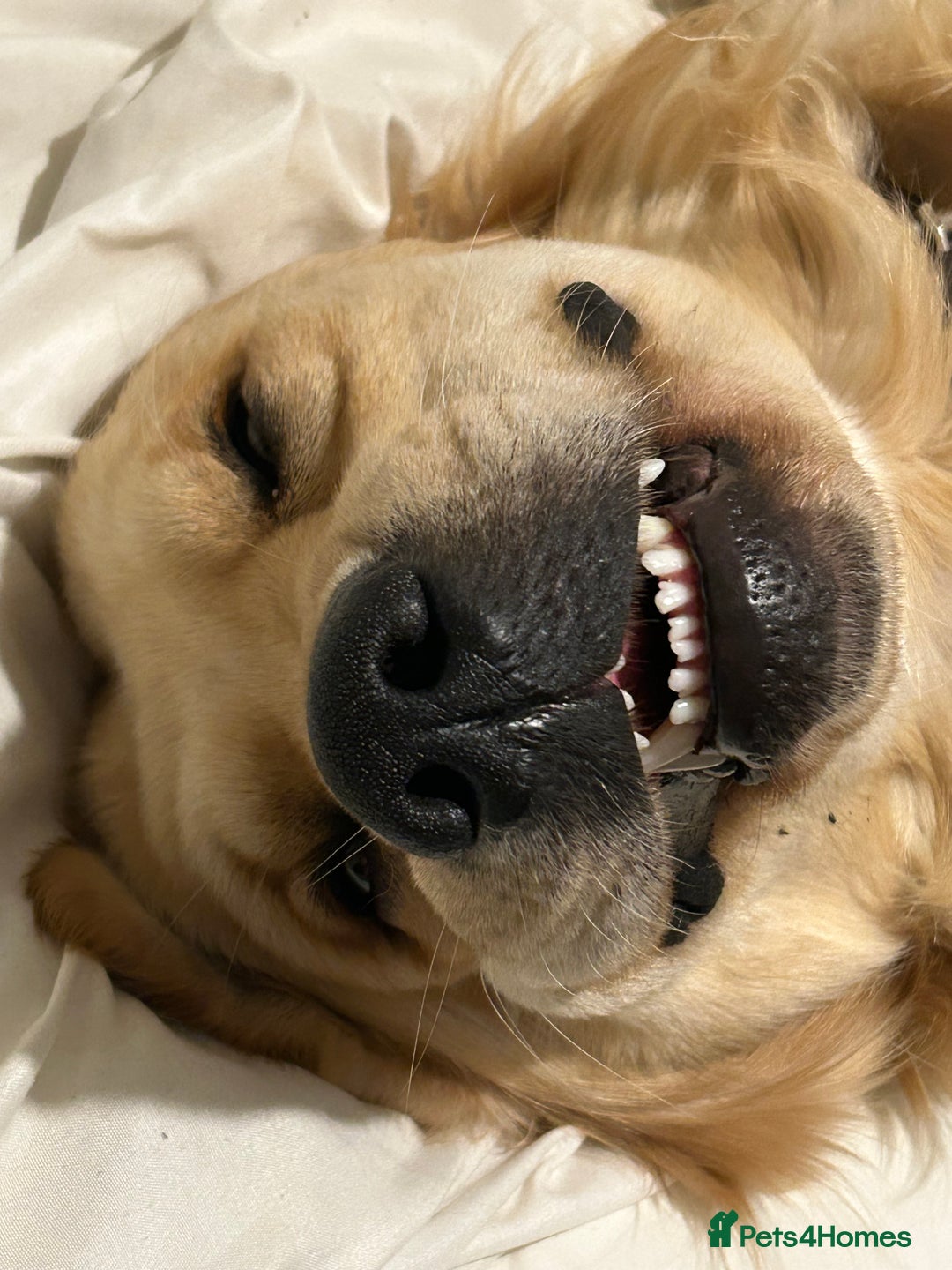 Golden Retriever dogs for sale: Pure breed, show line, ready 23/12/25  - Advert 8