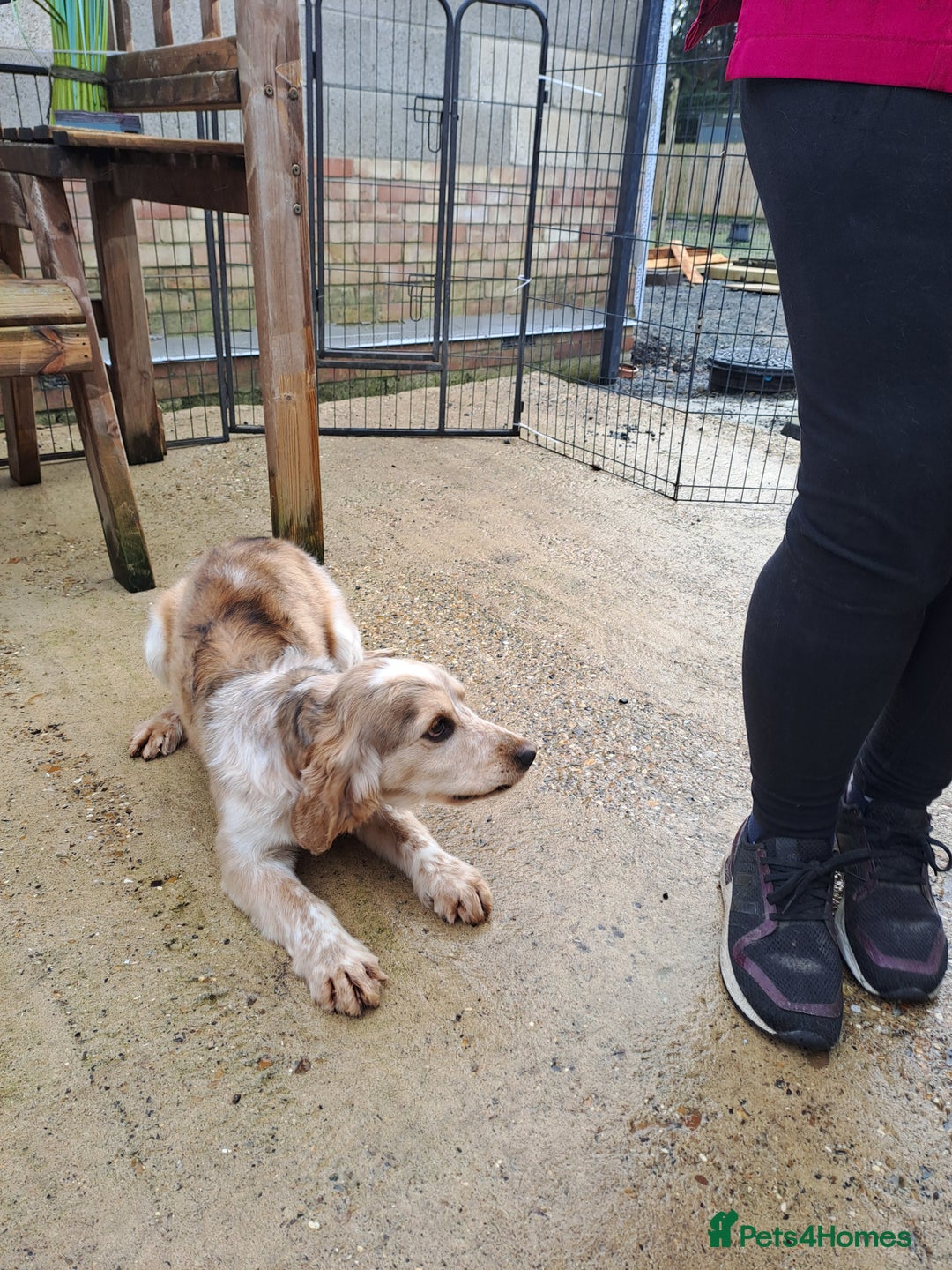 Cocker Spaniel dogs for stud: Kc Registered Cocker Spaniel Stud in March - Advert 3