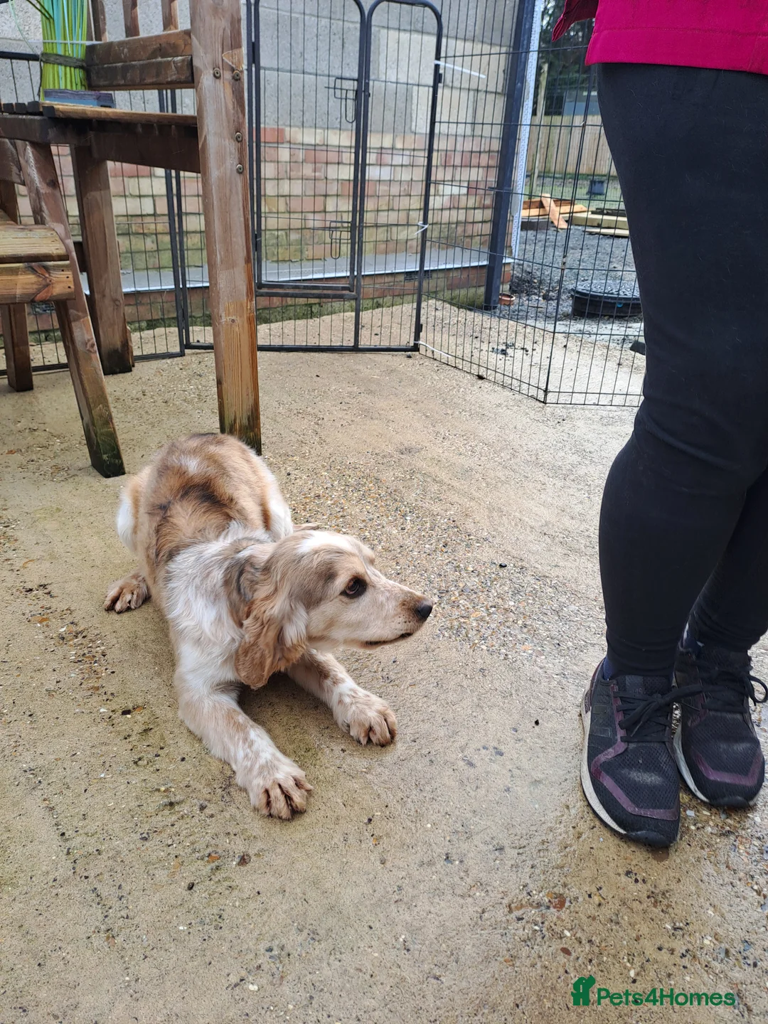 Cocker Spaniel dogs for stud: Kc Registered Cocker Spaniel Stud in March - Advert 4