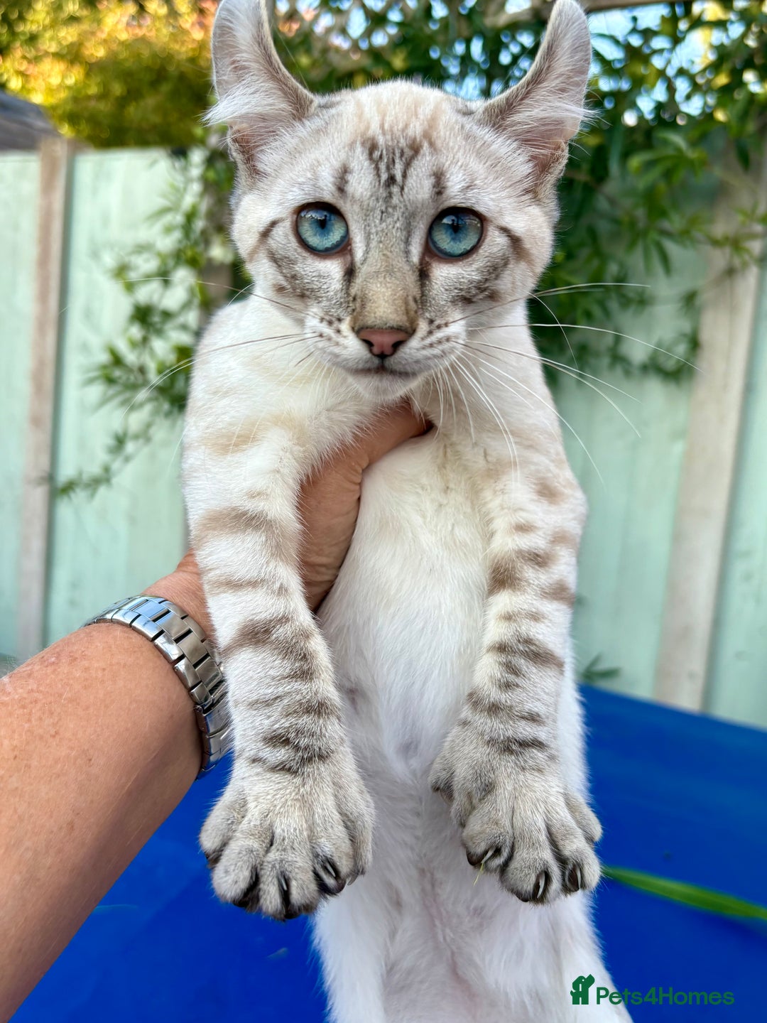 Keetso cats for sale: Wild looking polydactyl curled eared snow leopard  - Image 32