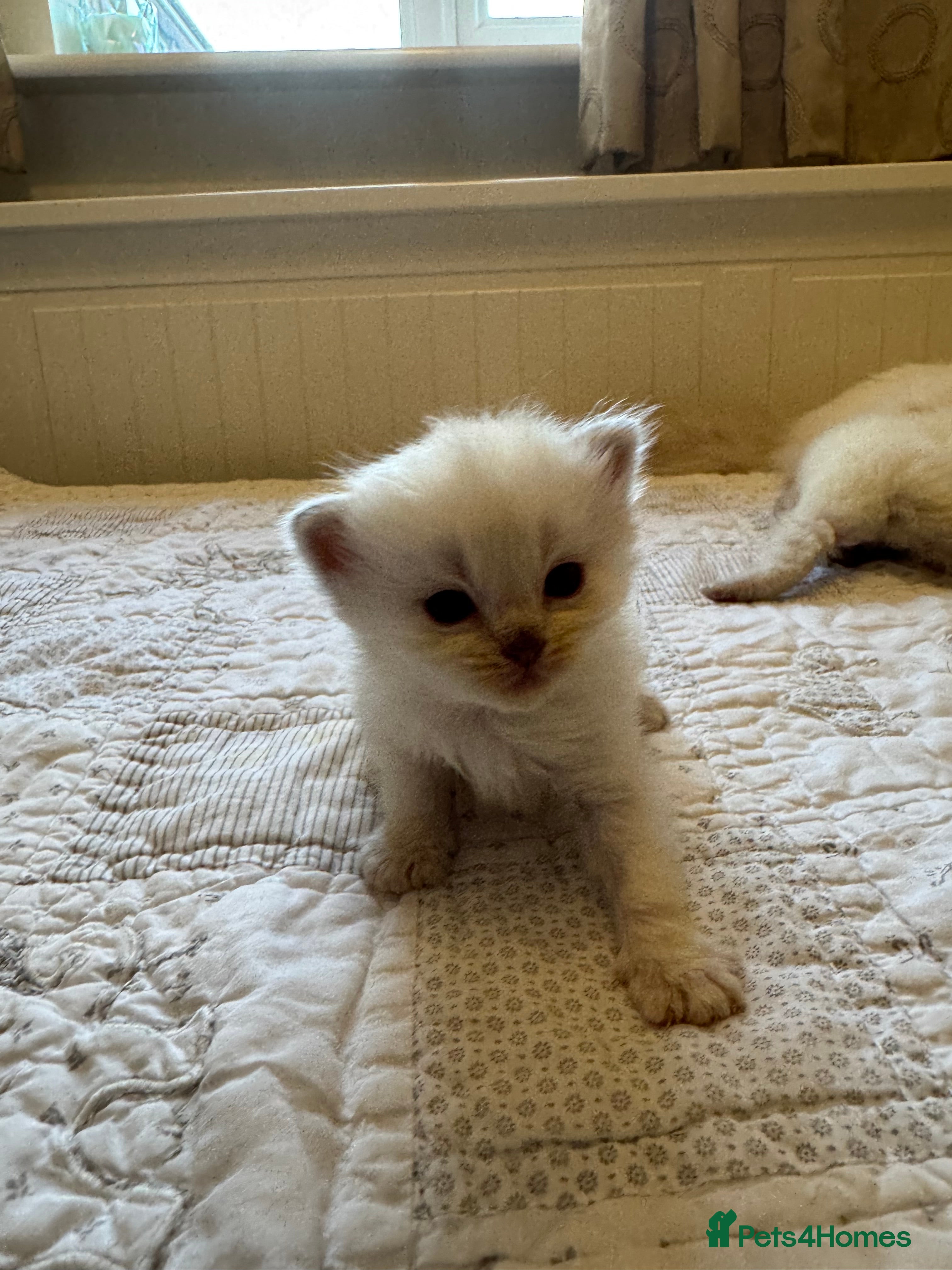 Ragdoll cats Rare and precious Gccf registered Lilac kittens  - Advert 6