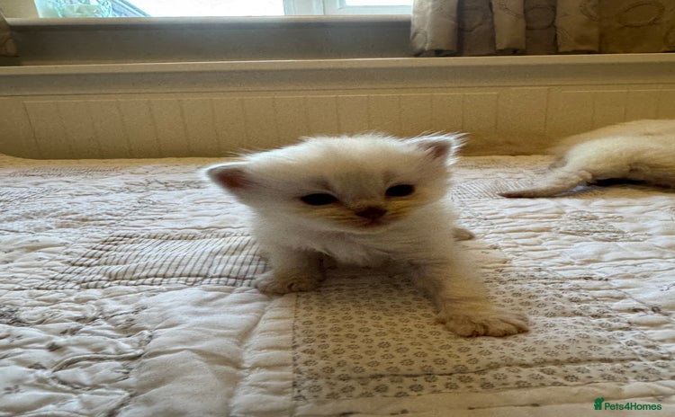 Ragdoll cats Rare and precious Gccf registered Lilac kittens  - Advert 4