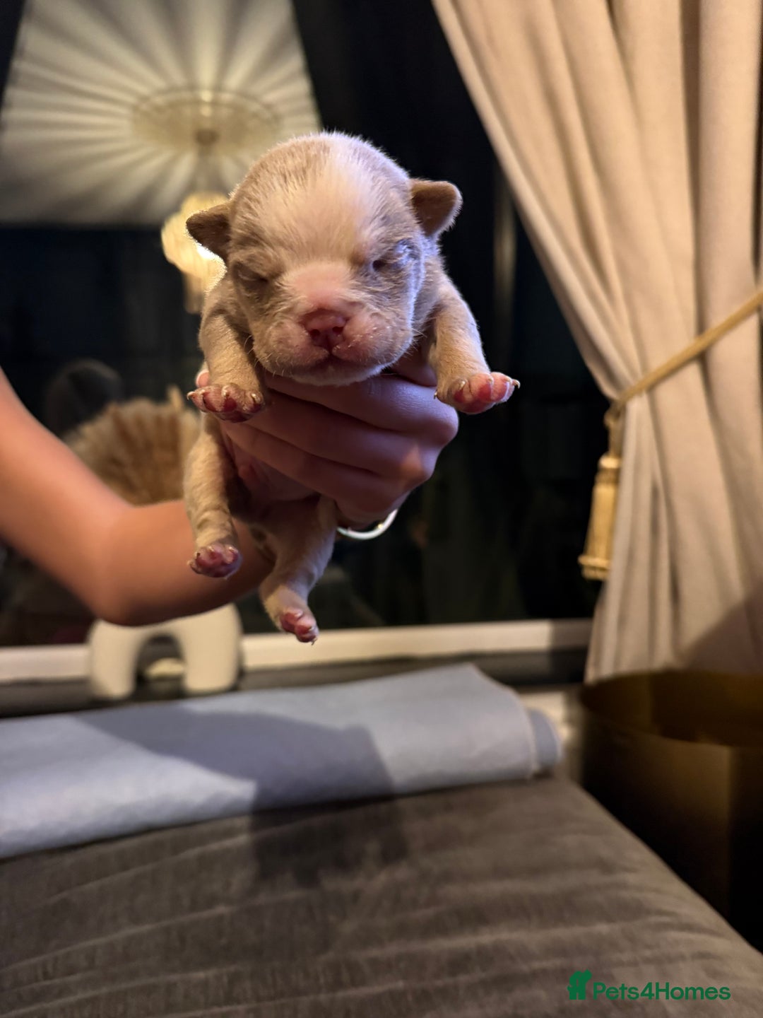 English Bulldog dogs for sale: English lilac bulldogs  - Advert 16