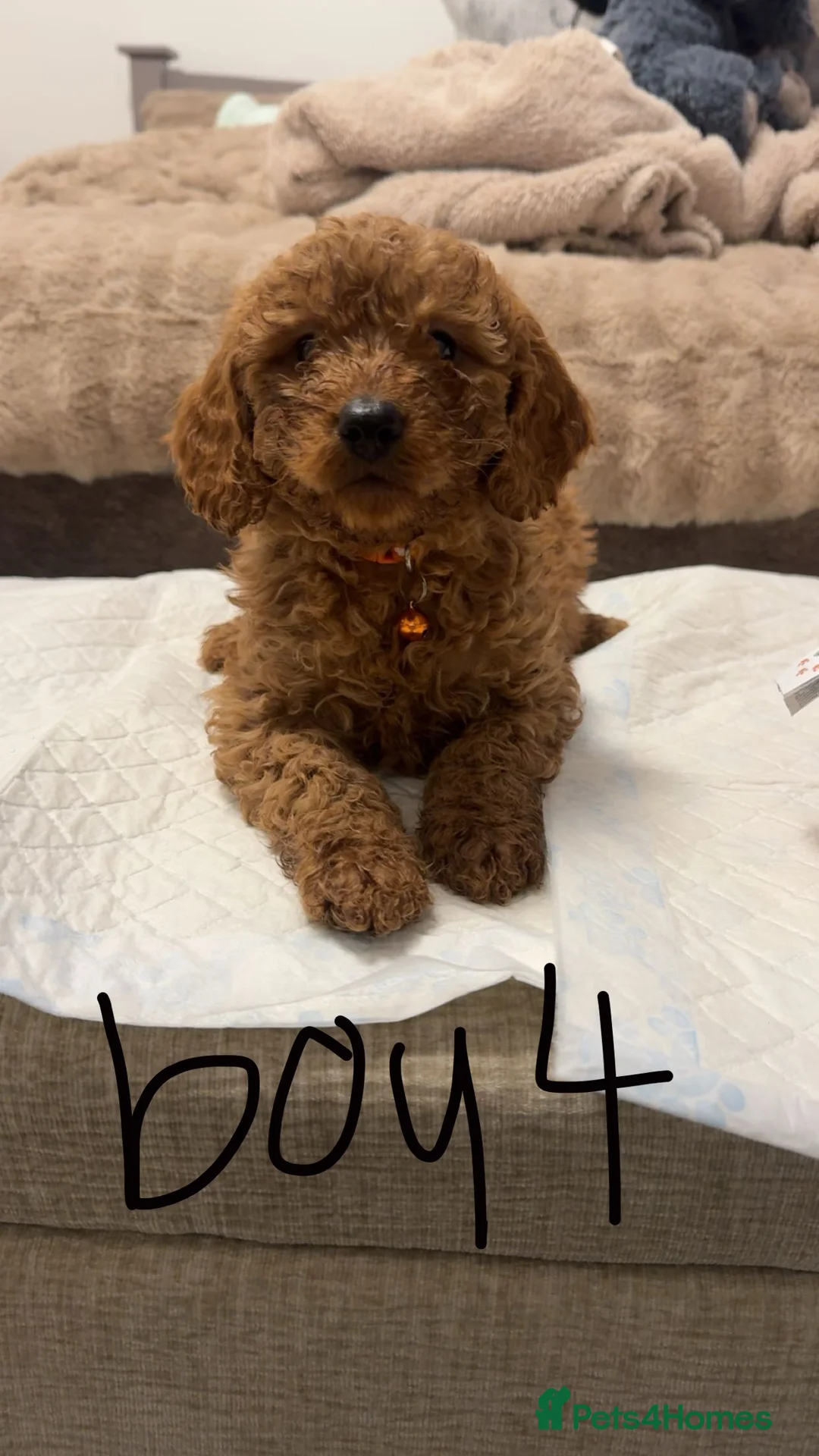 Cockapoo dogs for sale: cockapoo x miniature poodle  ready to leave - Advert 5