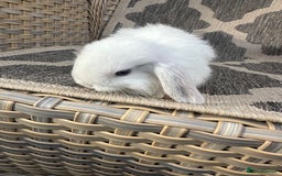 Mini Lop rabbits for sale: Gorgeous mini lop bucks available . - Image 20