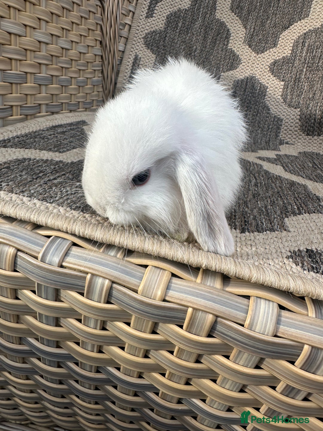 Mini Lop rabbits for sale: Gorgeous mini lop bucks available . - Image 20