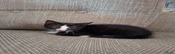 Mixed Breed cats for sale: Litter of 5 kittens for sale in Corby - Advert 2