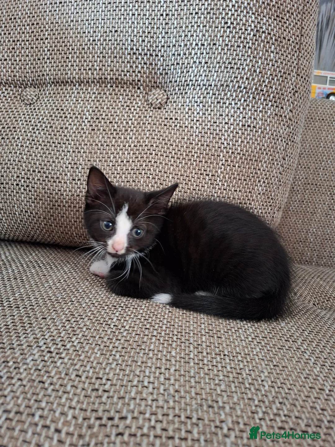 Mixed Breed cats for sale: Litter of 5 kittens for sale in Corby - Advert 2