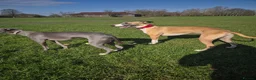 Whippet dogs for sale: Gorgeous whippet needs new home - Advert 7