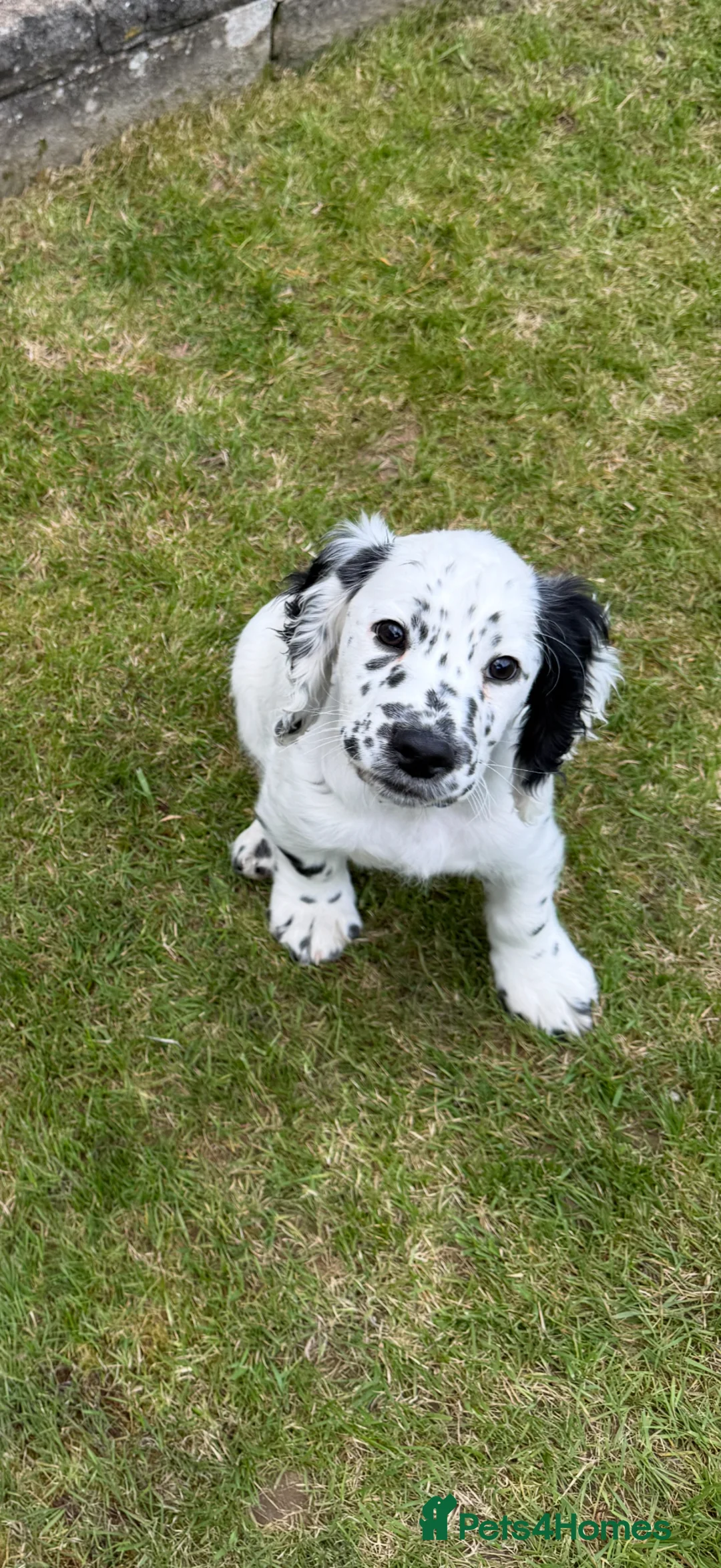 Cocker Spaniel dogs for stud: Cocker spaniel for stud - Advert 1